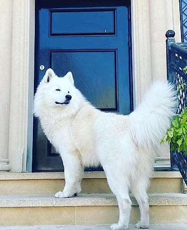 samoyed iti: Samoyed — 5