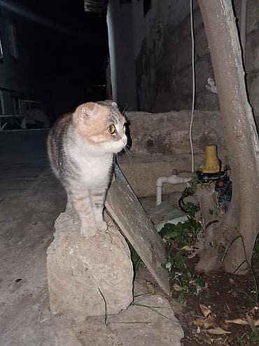 balaca ag itler: Şotland qıvrımqulaq (Scottish Fold) pişiyi - Cins: Scottish Fold — 1