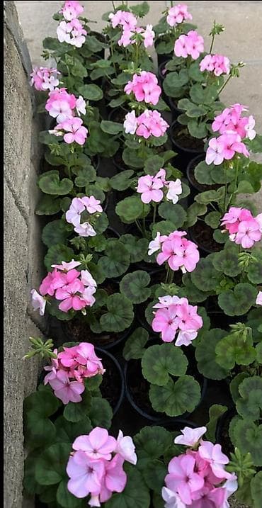 Geran gülü satıșda topdan alana endirim olacaq