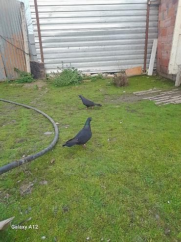 Digər heyvanlar: Qara ev göyərçinləri – cüt - Rəng: tünd qara, boyun hissəsində — 2