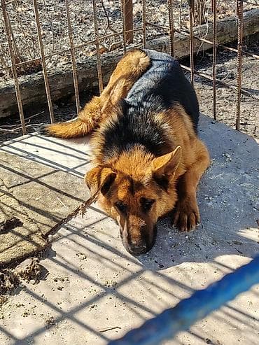 животные в добрые руки: Немецкая овчарка, 8 месяцев, Самец — 3