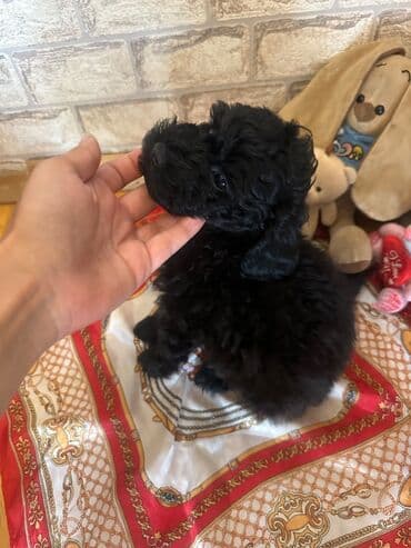 Şekilleri götürmeyin - Cins: Toy Pudel (mini) - Rəng: qara, ve