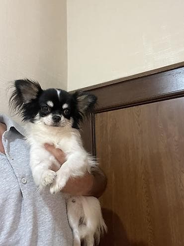 Heyvanlar: Çixuahua, 9 ay, Erkek, Peyvəndli, Ödənişli çatdırılma — 8