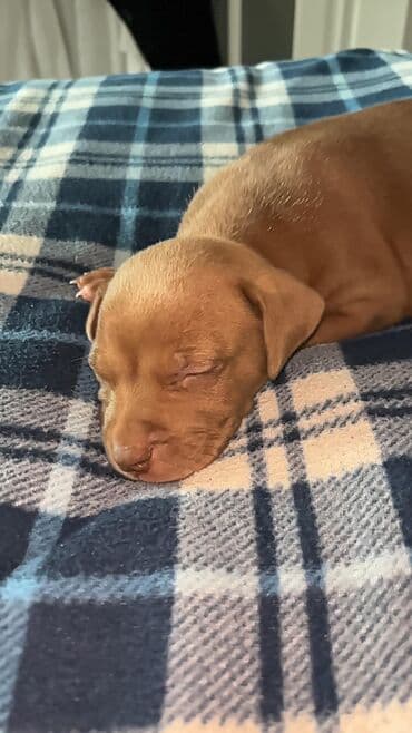 щенок в хорошие руки: 1 месяц — 5