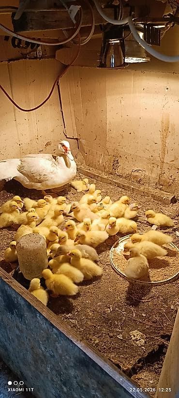 qus adlari: Aq lal lavanda ordeyi satilirTeze cixilar Unvan saray qesebesi Vacab — 4