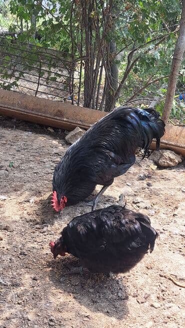 животные в добрые руки баку: Toyuq, Australorp, Damazlıq, Pulsuz çatdırılma — 3