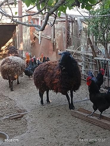 bogaz qoyun: Qarabaş (yerli) qoyunlar – ana damazlıq üçün - Cins/type: qarabaş — 3