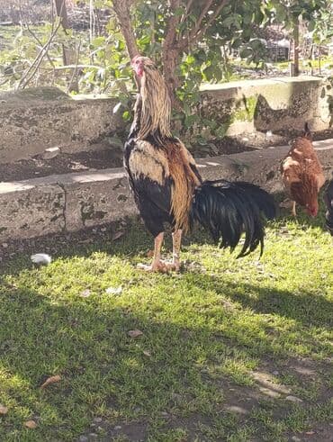 Ножи: Saglam aktiv heyvandi — 3