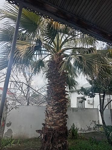 Gübrələr: Satılır: dekorativ Vasinqton palması (fan tipli yarpaqlar) - — 2