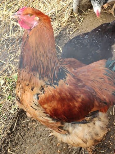 sort toyuqlar: Xoruz, Brama, il: <1, Ünvandan götürmə — 1