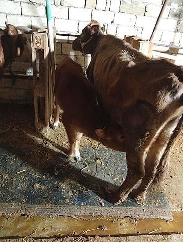 tap.az inekler: Süd istiqamətli inək və buzovlar - Şəkillərdə müxtəlif rəngli — 3