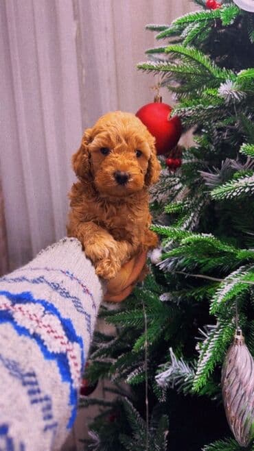 donuz balası: Pudel, 1 ay, Erkek, Peyvəndli, Ünvandan götürmə — 1