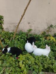 şirin dovşan şəkilləri: 14 oktyabrda olublar 11 ədəd. 5m - Növ: dekorativ ev dovşanları - — 2