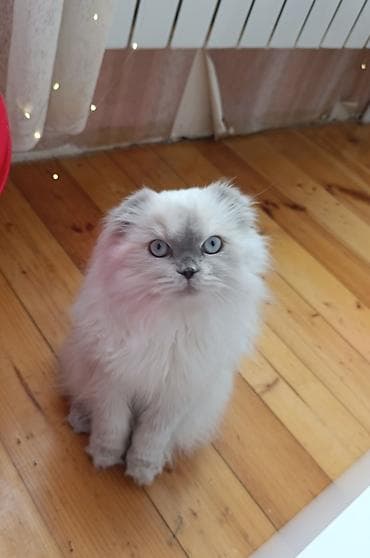 Şotland, Dişi, Cütləşmə üçün