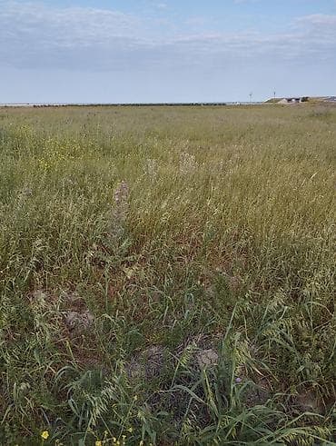 аренда дач в баку: 2 соток, Для сельского хозяйства — 1