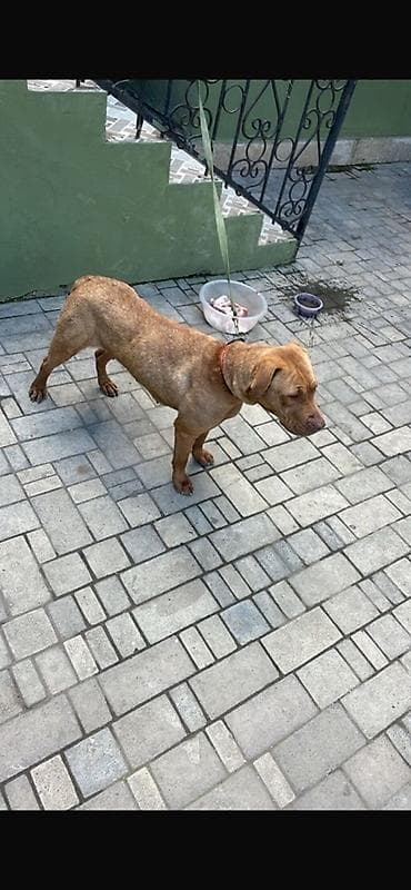 islenmis akvarium satisi: İt üçün dəbilqə və aksessuar dəsti - Rəng: yaşıl - Material: möhkəm — 5