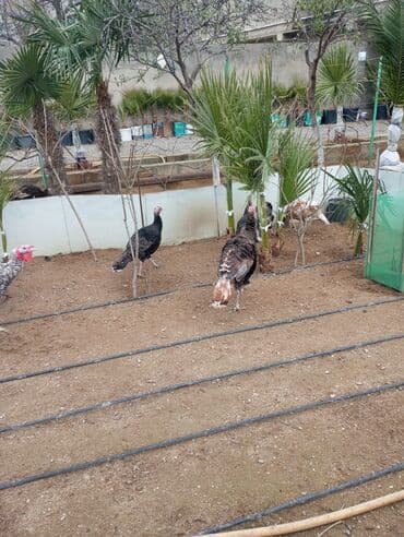 İtlər: Hinduşkalar — 2