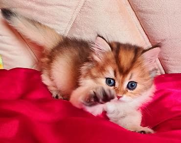 meyn kun pişiyi: Britan — 1