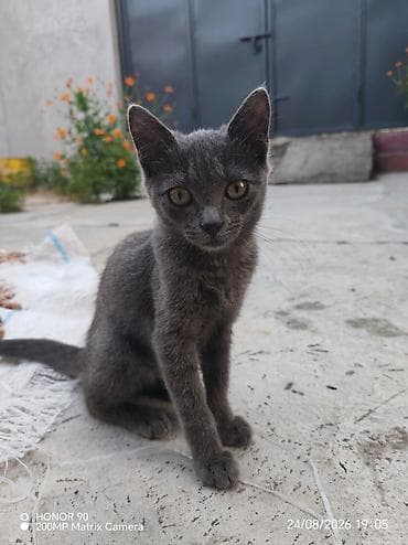 Dişi, Yaxşı əllərə