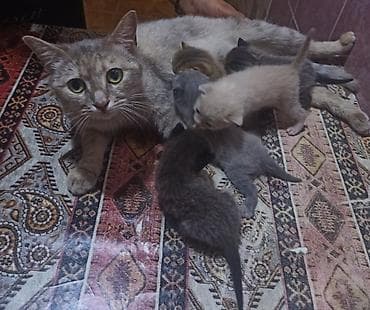 Parod bisik balalari . gelen ayin 7 bir aylari tamam olur. tecili