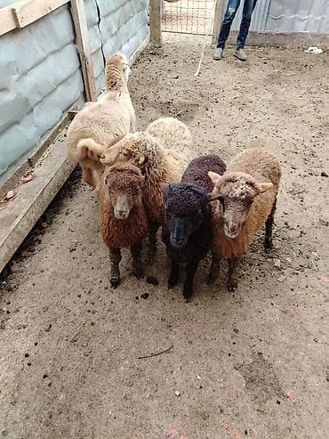 heyvan yuvasi: Məhsul: Quzu sürüsü Təsvir: - Şəkillərdə 6 baş quzu görünür. - — 2