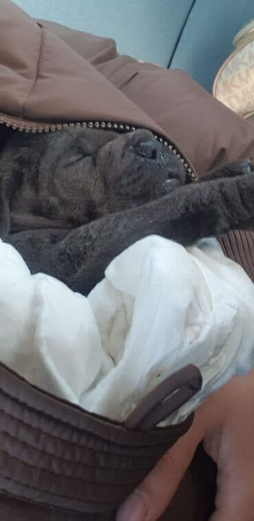 Gəmiricilər: Kane-Korso, Peyvəndli — 1