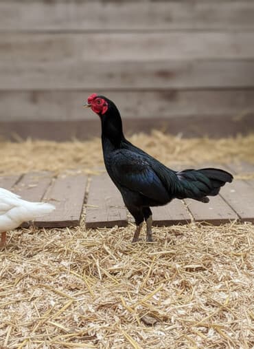 Петухи: Cins: Uzunboyun döyüş tipli xoruz Rəng: Qara-bənövşəyi lələklər — 2