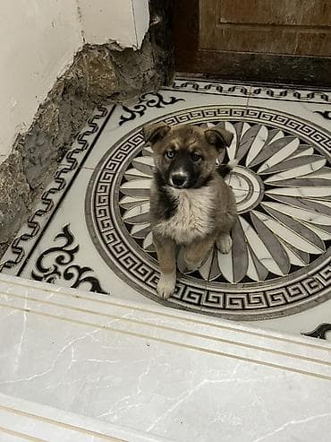 balaca sirin pisikler: Akita-inu, 3 ay, Dişi, Ünvandan götürmə — 1