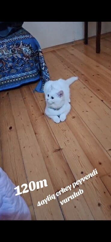 pişik üçün sumka: Şinşilla, Erkək, Dişi — 4