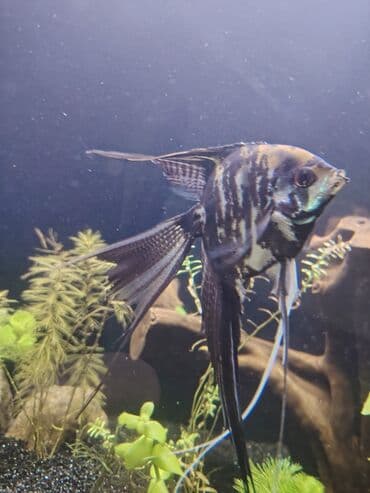 qaz və ordək: Mələk balığı (skalyari), Sülhsevər — 2