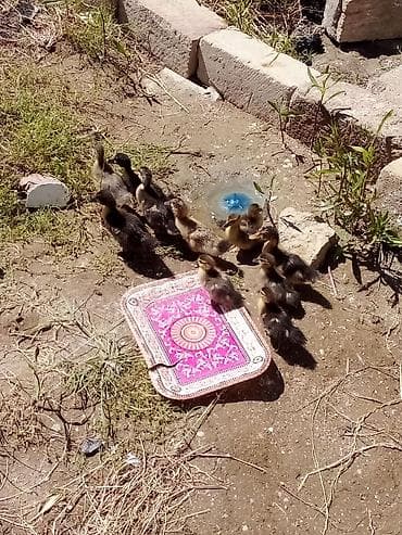 Ördək: 5 lal ordekdi 6 ədəd qariwigdi. ciddi alıcıya çatdırılma edərəm — 4
