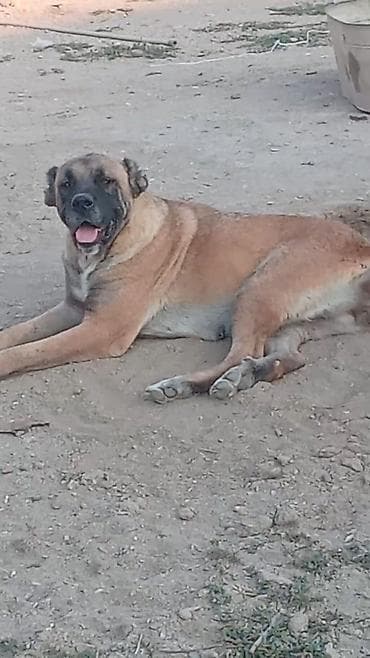 argentina dog: Dişi malakli 2 yaş bir dəfə dogub super balaya baxir — 2