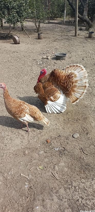 kurt hinduşka: Red Buorbun hinduşka cucələri satılır.Bu sort hinduşkalar,tez çəki — 3