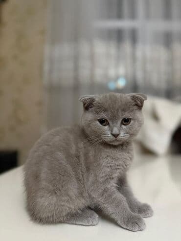 ağ pişik: Şotland yastı qulaq, Erkək, Yaxşı əllərə, Ödənişli çatdırılma, Ünvandan götürmə — 2