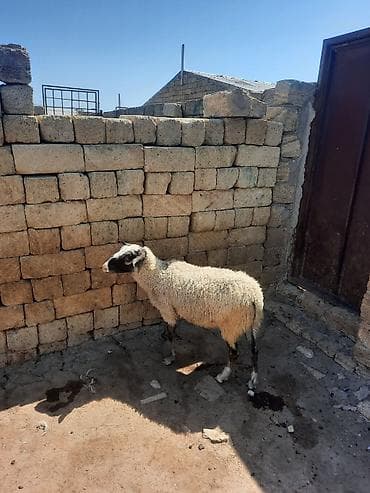dişi quzu: Dişi, il: 1, Ətlik — 1