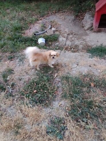 ov itləri: Pekines, 2 il, Dişi — 2