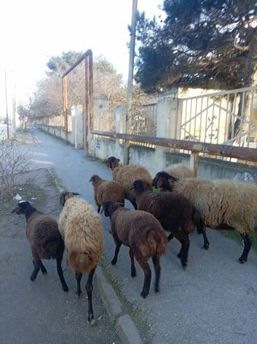 Qoyun sürüsü – yerli ətlik/yunlu istiqamət - Şəkillərdə müxtəlif