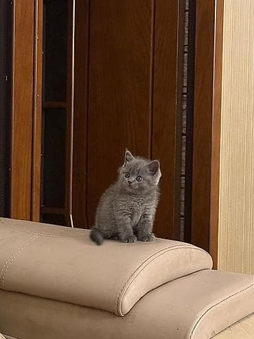 britan pisik: Şotland, Dişi, Pulsuz çatdırılma — 3