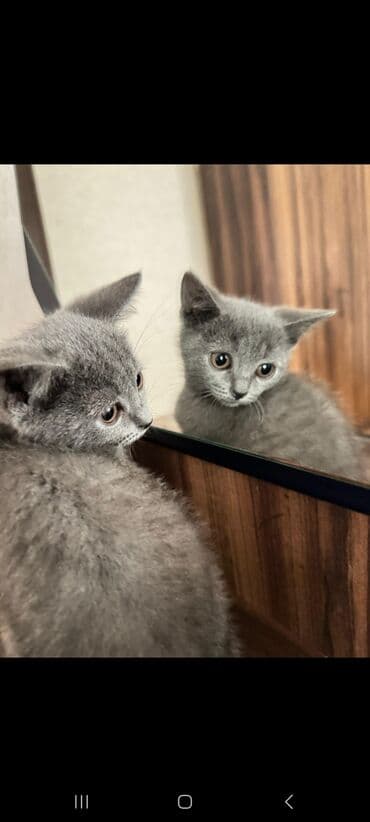 itlərə verilən adlar: Şotland — 1