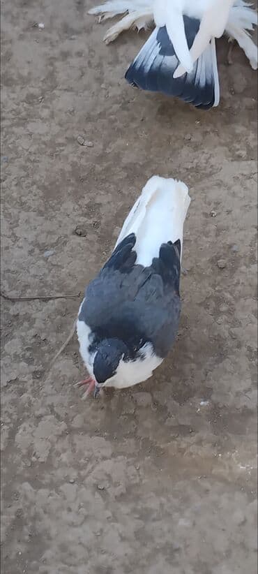 qasqaldag qusu: 3 eded delfin 1 cütdür bala verir saglam heyvanlardir 3 ededi 45 manat — 6