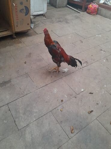 Heyvanlar üçün mallar: Xoruz, Heyratı, il: 1, Ödənişli çatdırılma — 11