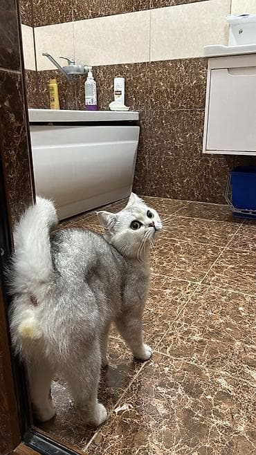 heyvanlar: Britan — 4