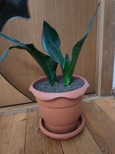 quru: Sansevieria gülü - Növ: Sansevieria trifasciata (Qaynanadili) - — 3