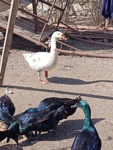 Hinduşkalar: Erkək, | Linda, Damazlıq, Ödənişli çatdırılma — 3