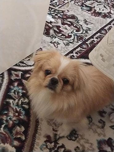 pekines it satisi: Pekines, 1 il, Erkek, Cütləşmə üçün, Pulsuz çatdırılma — 4