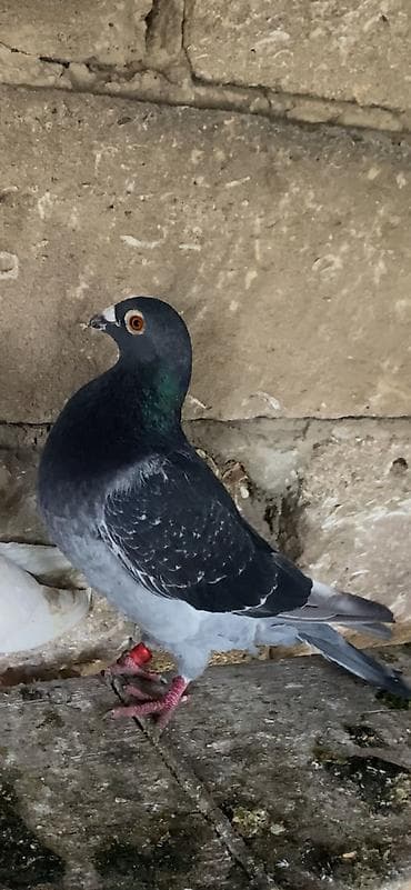 goyerçin yuvasi: Salam maya drakon satılır qiymet sondur — 1