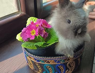 balaca ev itleri: Dovşanlar — 1