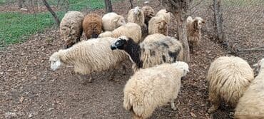 Mal-qara: Qoyun sürüsü – müxtəlif rəng və yaşlarda - Təsvir: Şəkillərdə görünən — 3