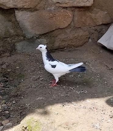 göyercin yuvası: 2 side erkeydi 12 14 tukduler — 8