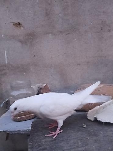 Ağ rəngli baxımlı göyərçin - Rəng: tam ağ lələk örtüyü, açıq çəhrayı